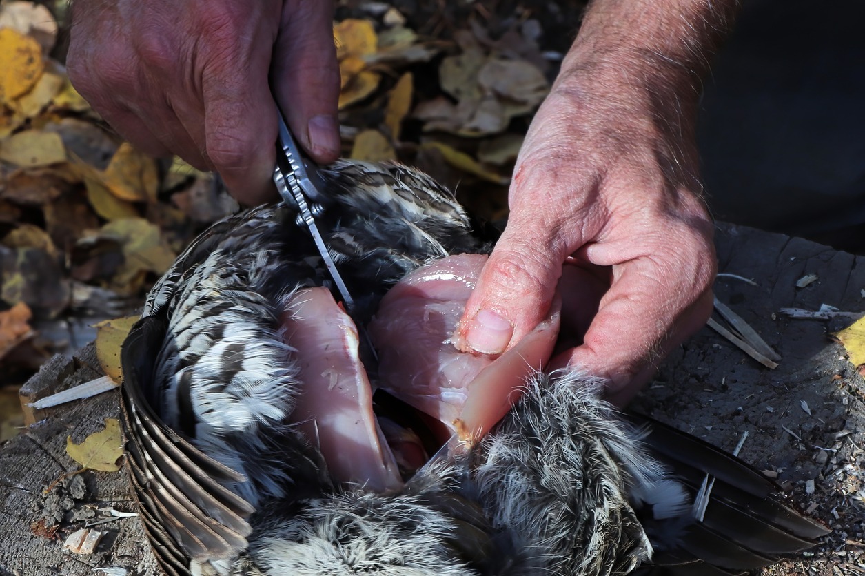 Man cutting a chicken using a hunting knife