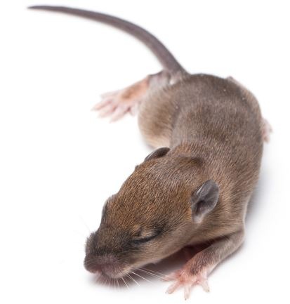 Sleeping rat, Sleepy baby rat