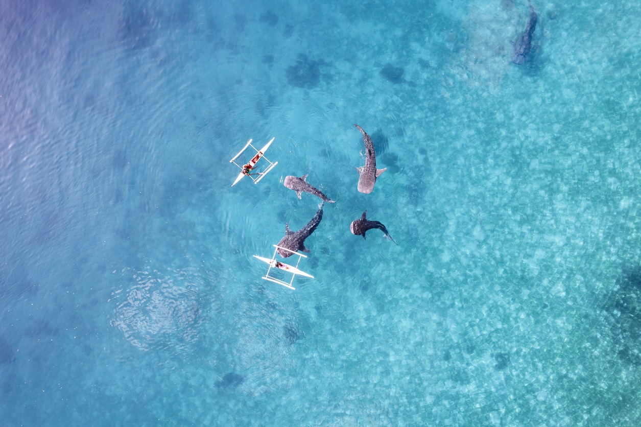 Two drones circling above fish