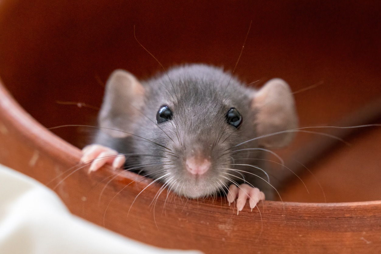 pet rat