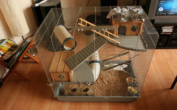 Rat cage