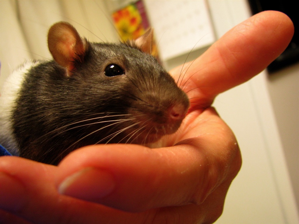 Rat on hand