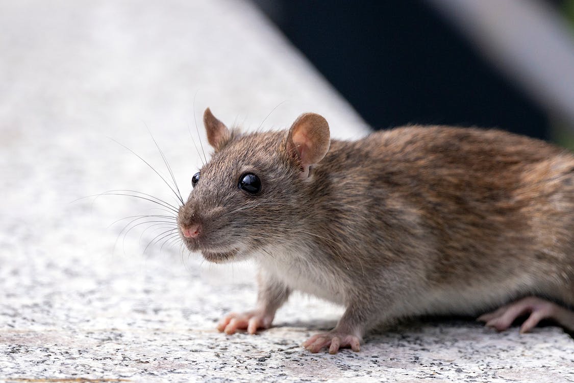 Rat Sleeping Patterns
