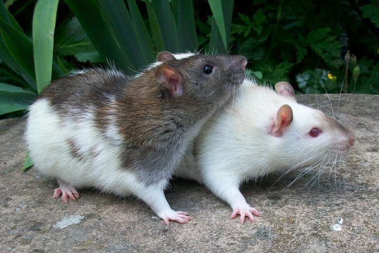 Rodent Sleep Pattern Are Rats Nocturnal Or Diurnal? Understanding Rodent Sleep Patterns ...