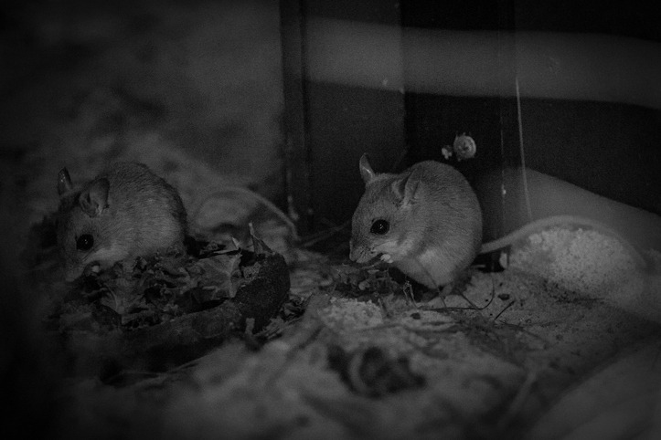 Environmental Factors Affecting Nightly Activity