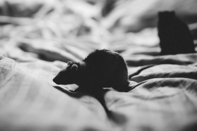 Rat Nighttime Behavior