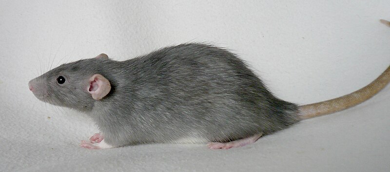 Rat Sleep in Wild Versus Domestic Settings