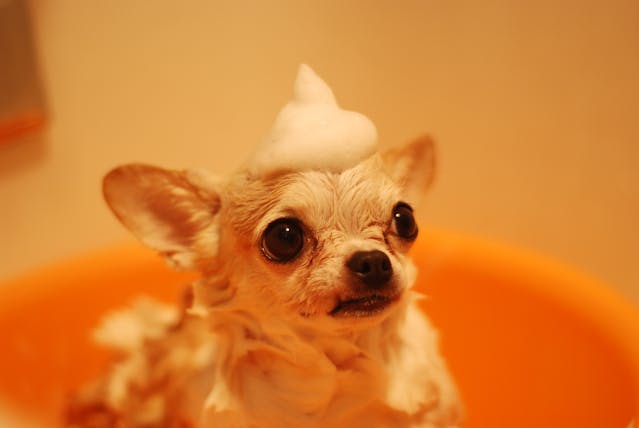 Dog Grooming Essentials