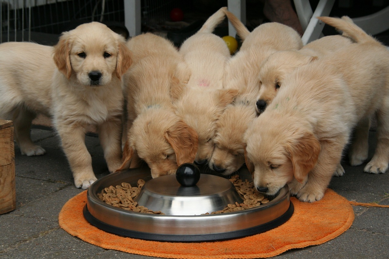 Nutrition and Feeding