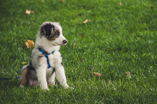 Personalizing Your Dog’s Accessories