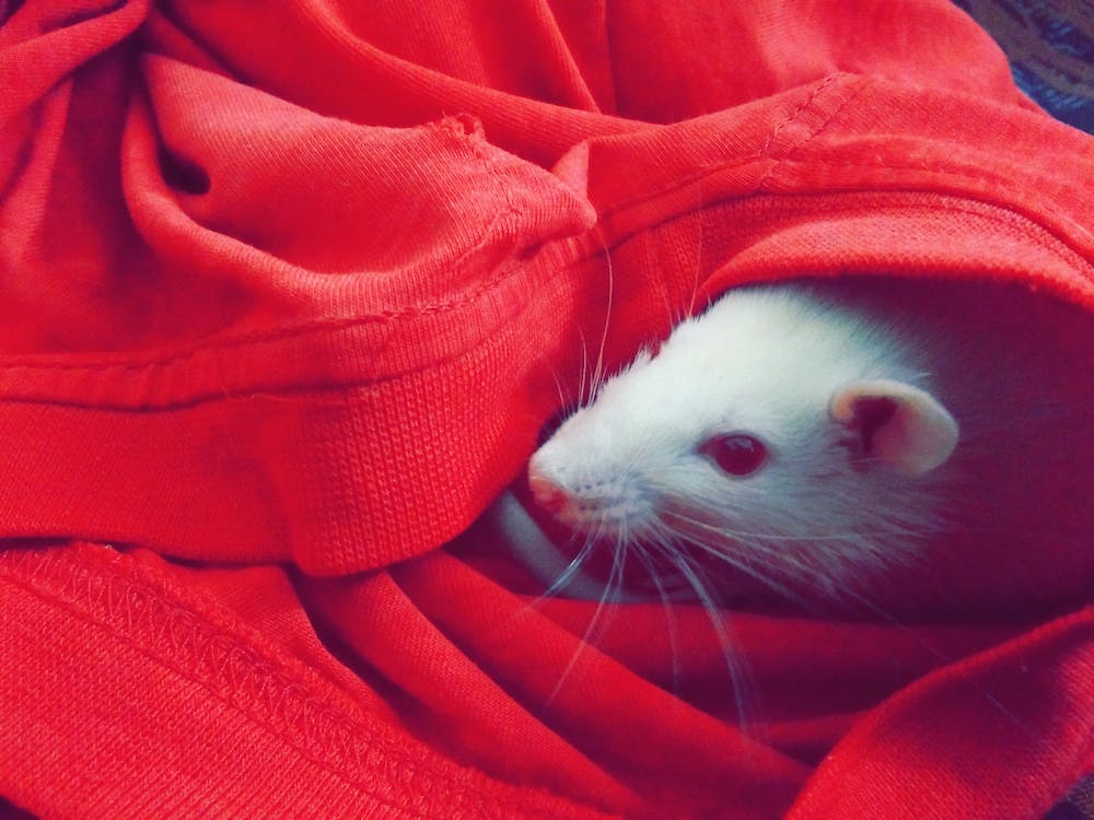 Understanding Rat Behavior