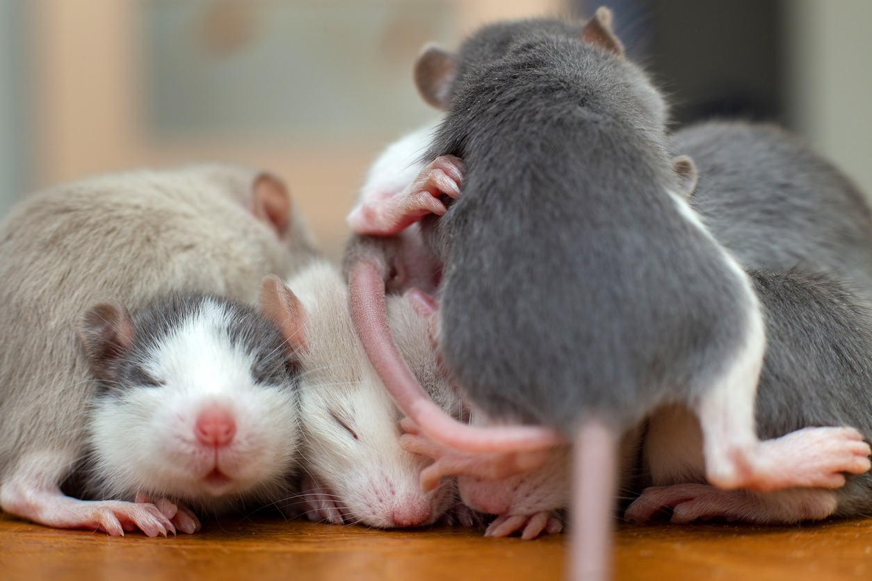 Many small funny baby rats warming together one on top of another