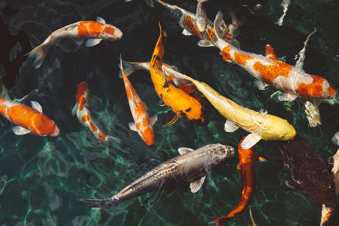 Cultural Significance of Fishing
