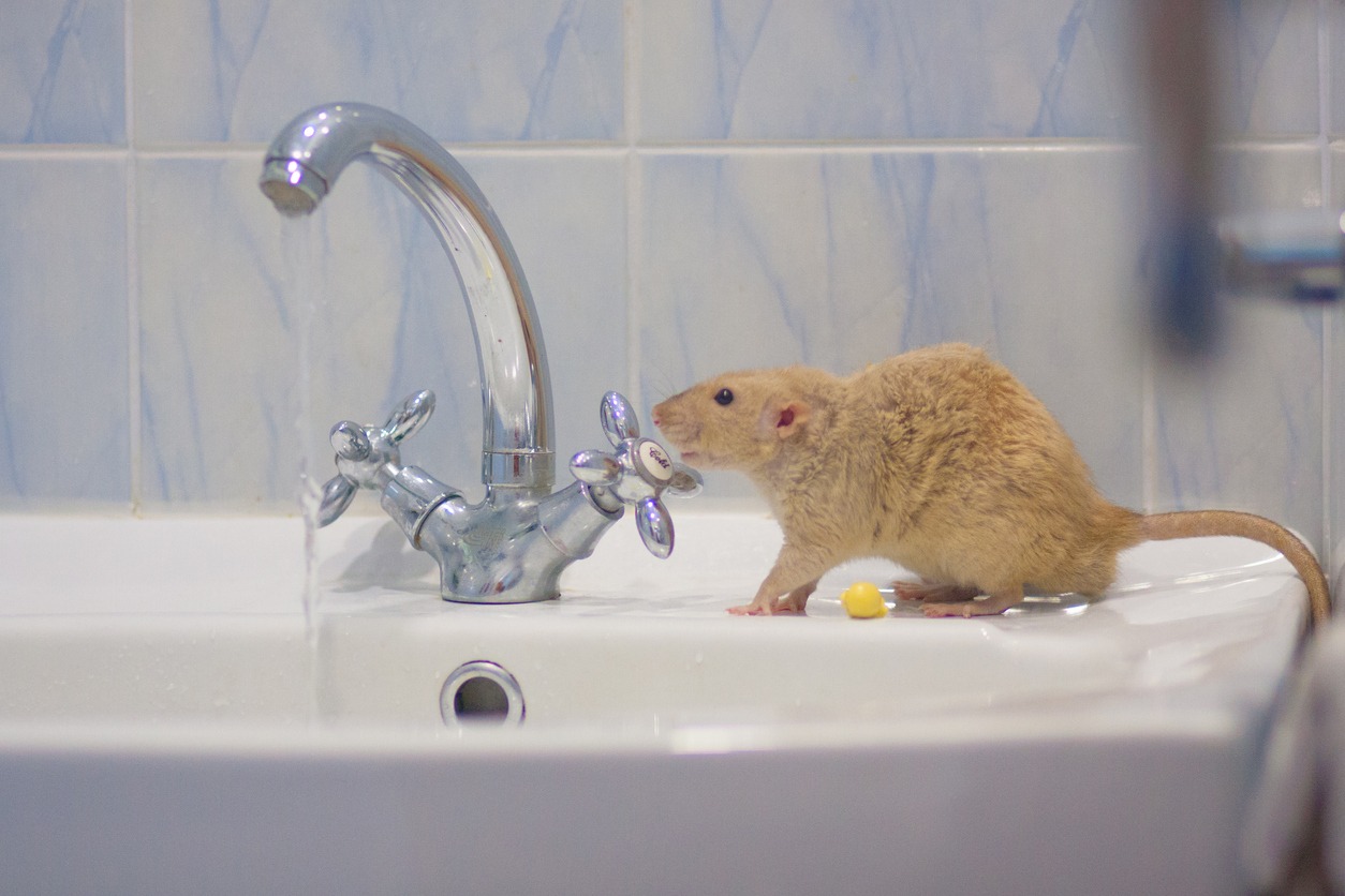 Hygiene concept