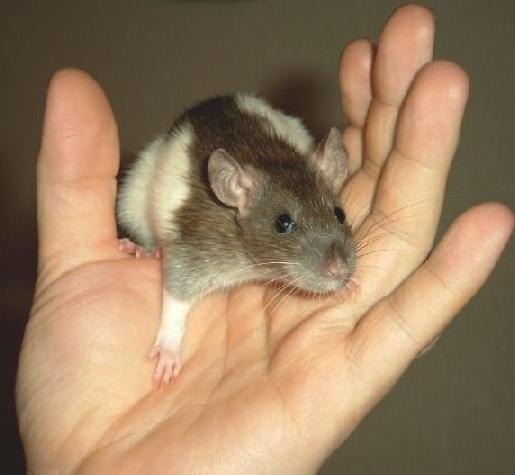 rat grooming