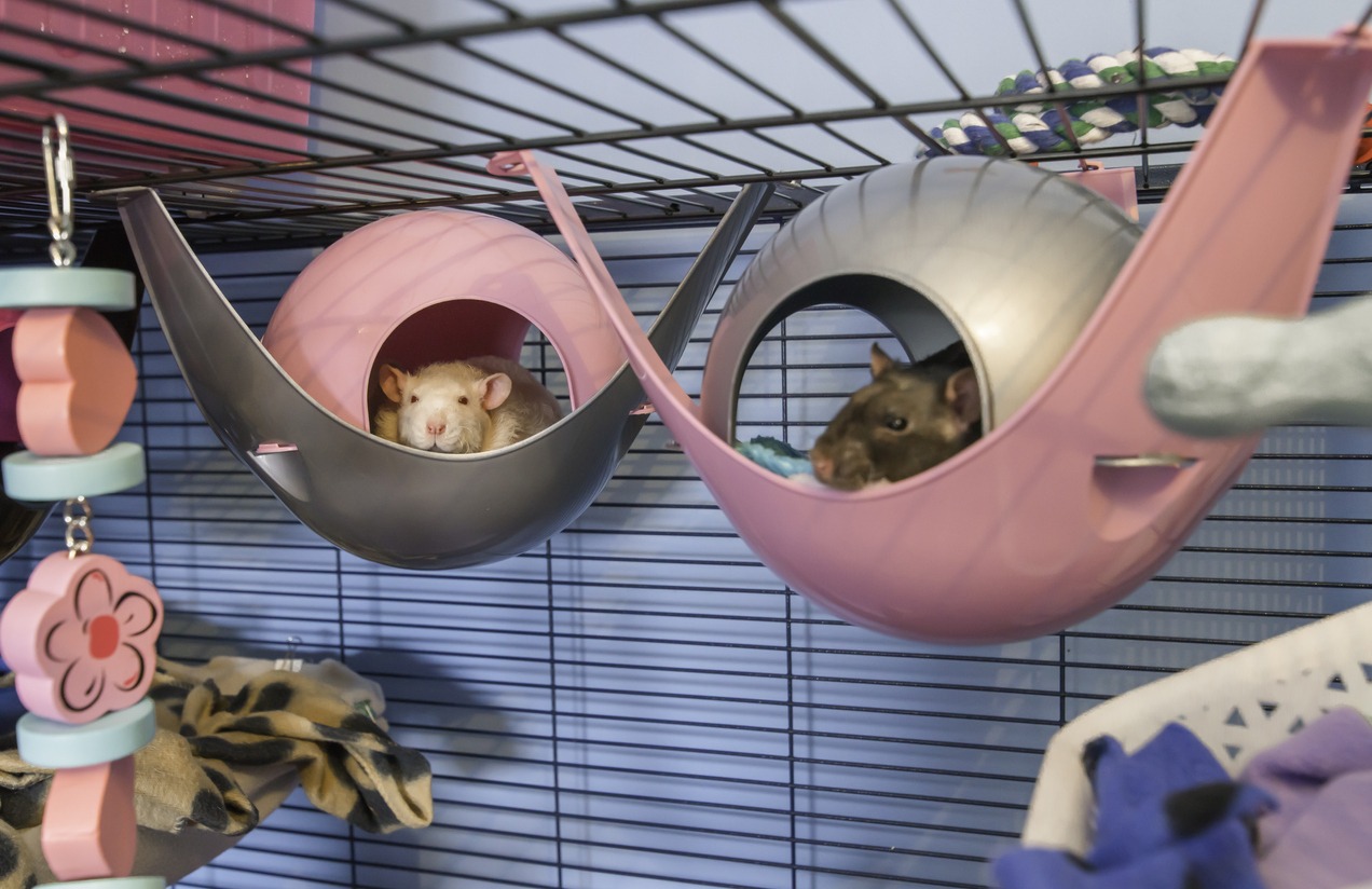 Cute white and black pet rats sleeping in his bed