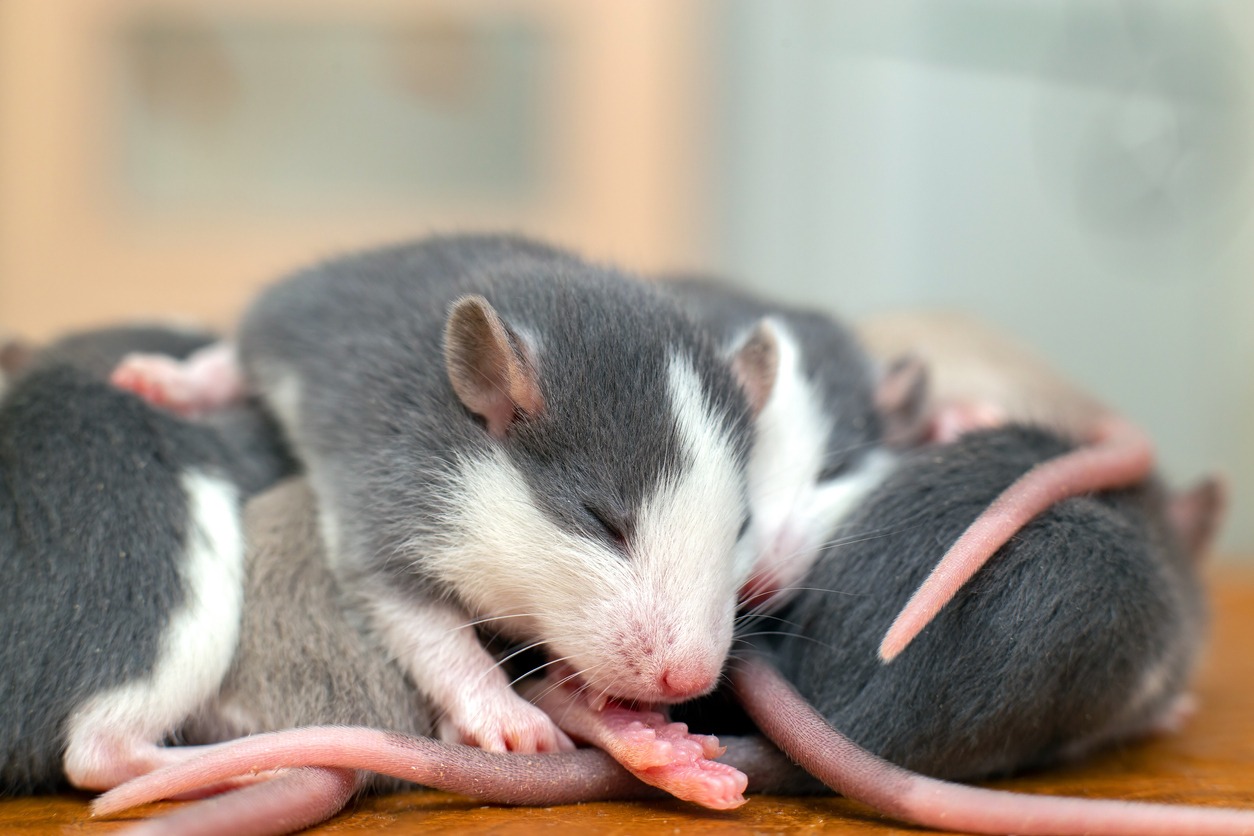 Many small funny baby rats
