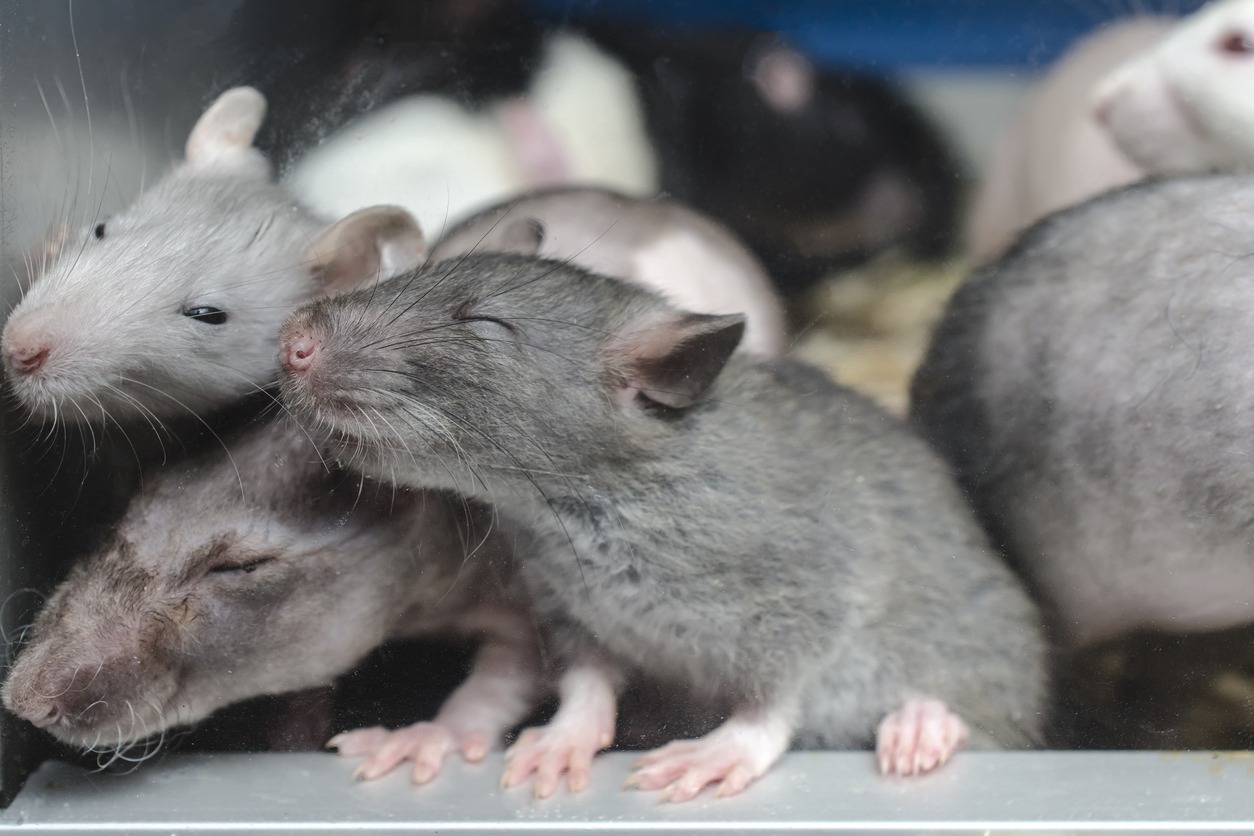 Sleepy rat