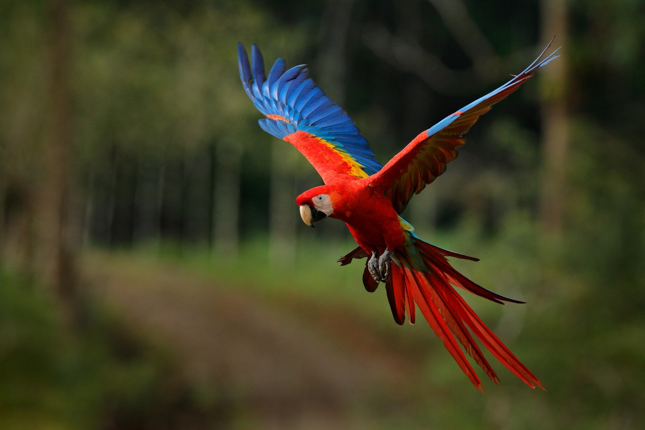 Colorful parrot flying