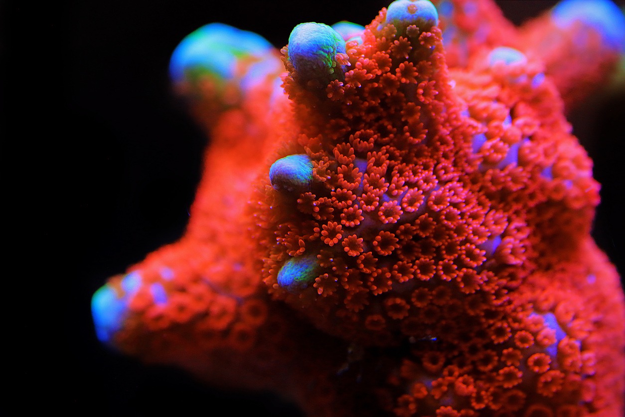 Macro Photography