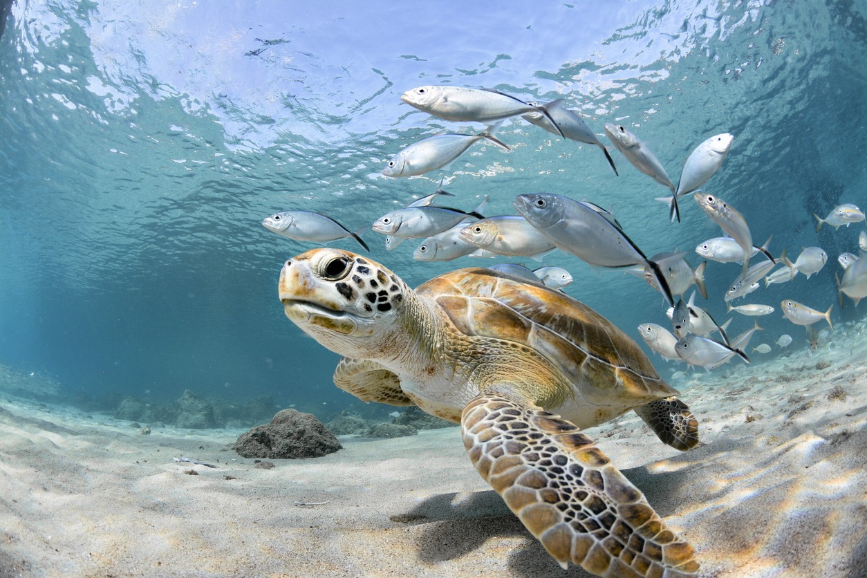 Things to Consider when Doing Underwater Photography