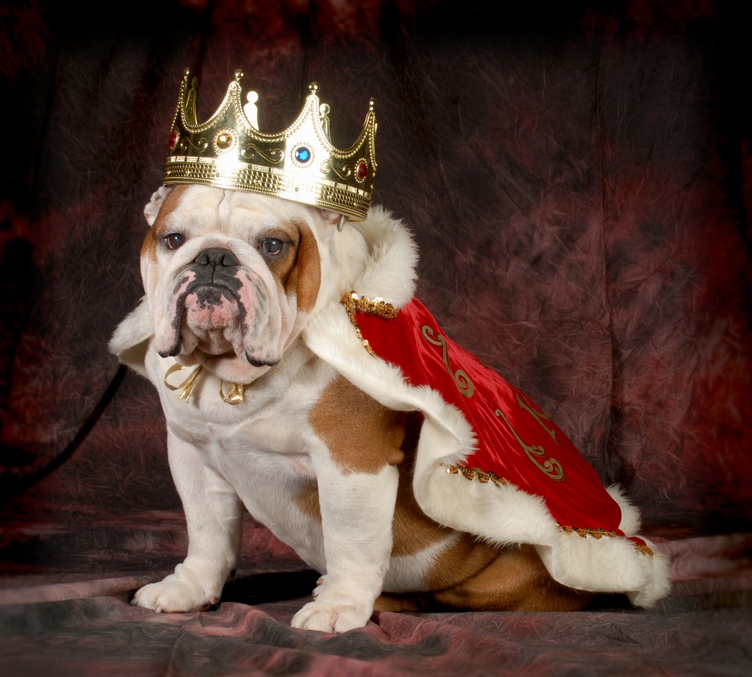 dog halloween costumes, dog dressed up in pirate costume