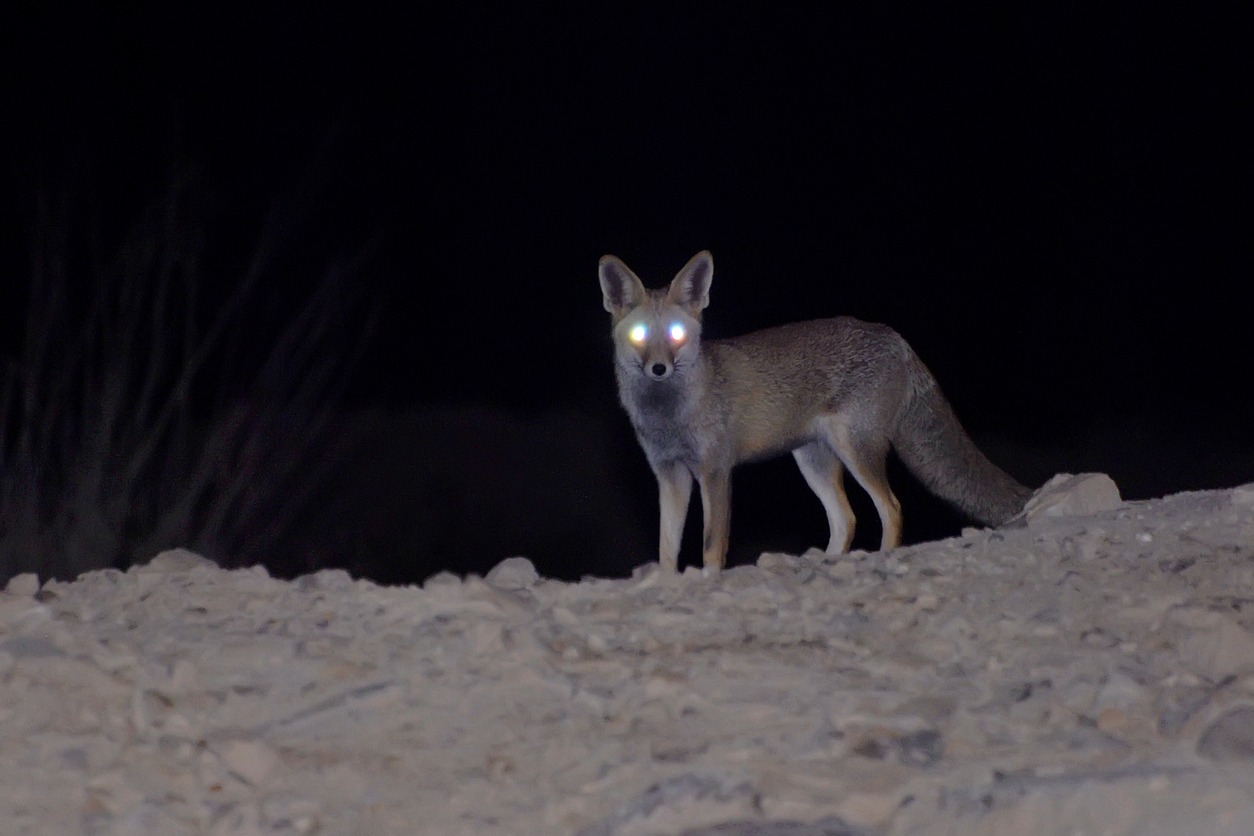 A fox with glowing eyes at night