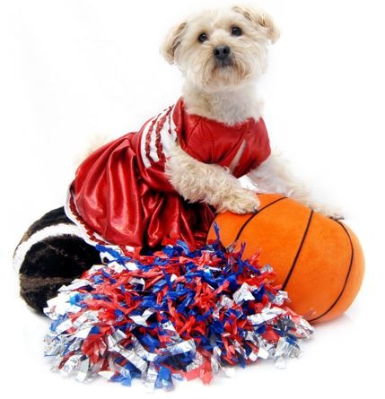 Cheerleader dog costume, Cheerleading canine style