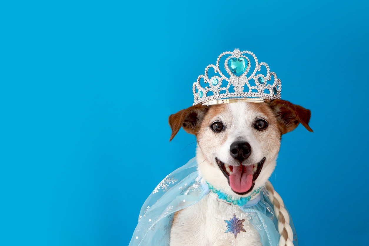 Dog Halloween Costume, Dog pet in princess costume