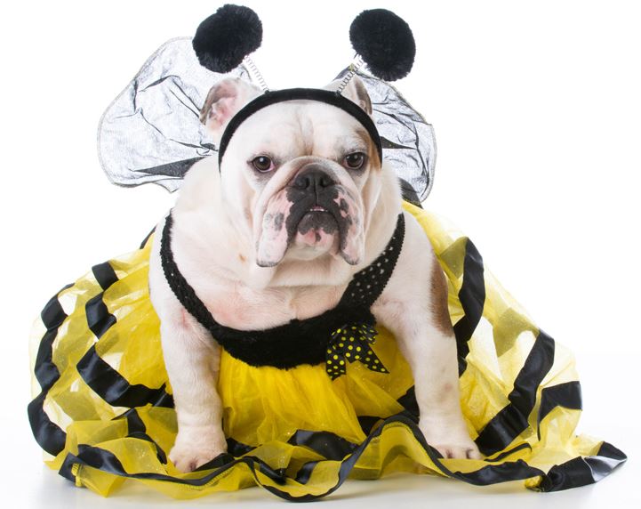 Dog Halloween costume, Dog dressed like a bee