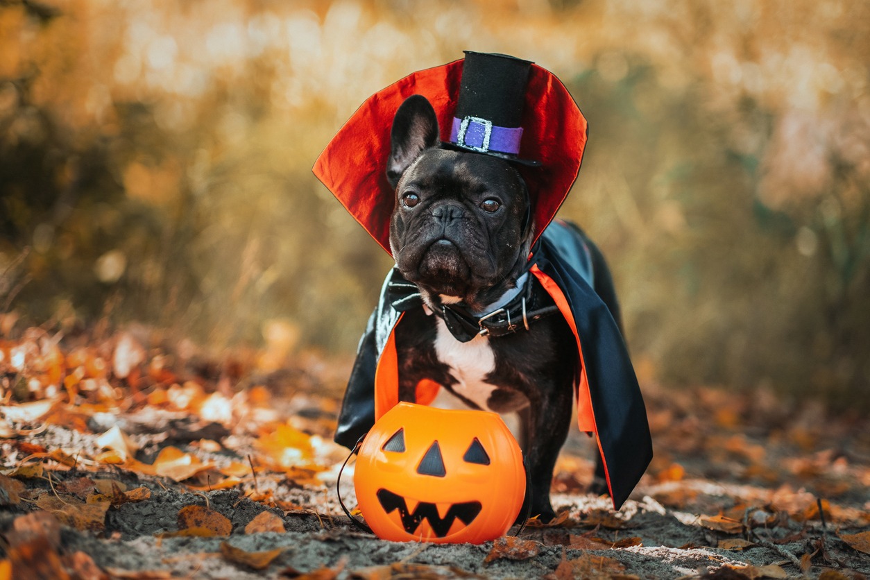 Dog Halloween costume, Dog in Dracula costume