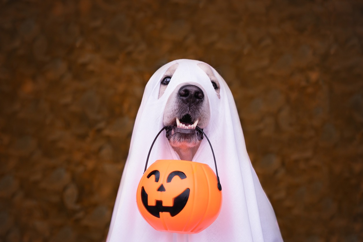 Dog Halloween costume, Halloween ghost
