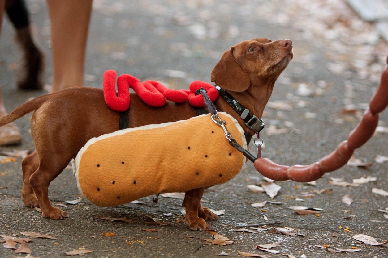 Dog Halloween costumes, Hotdog costume