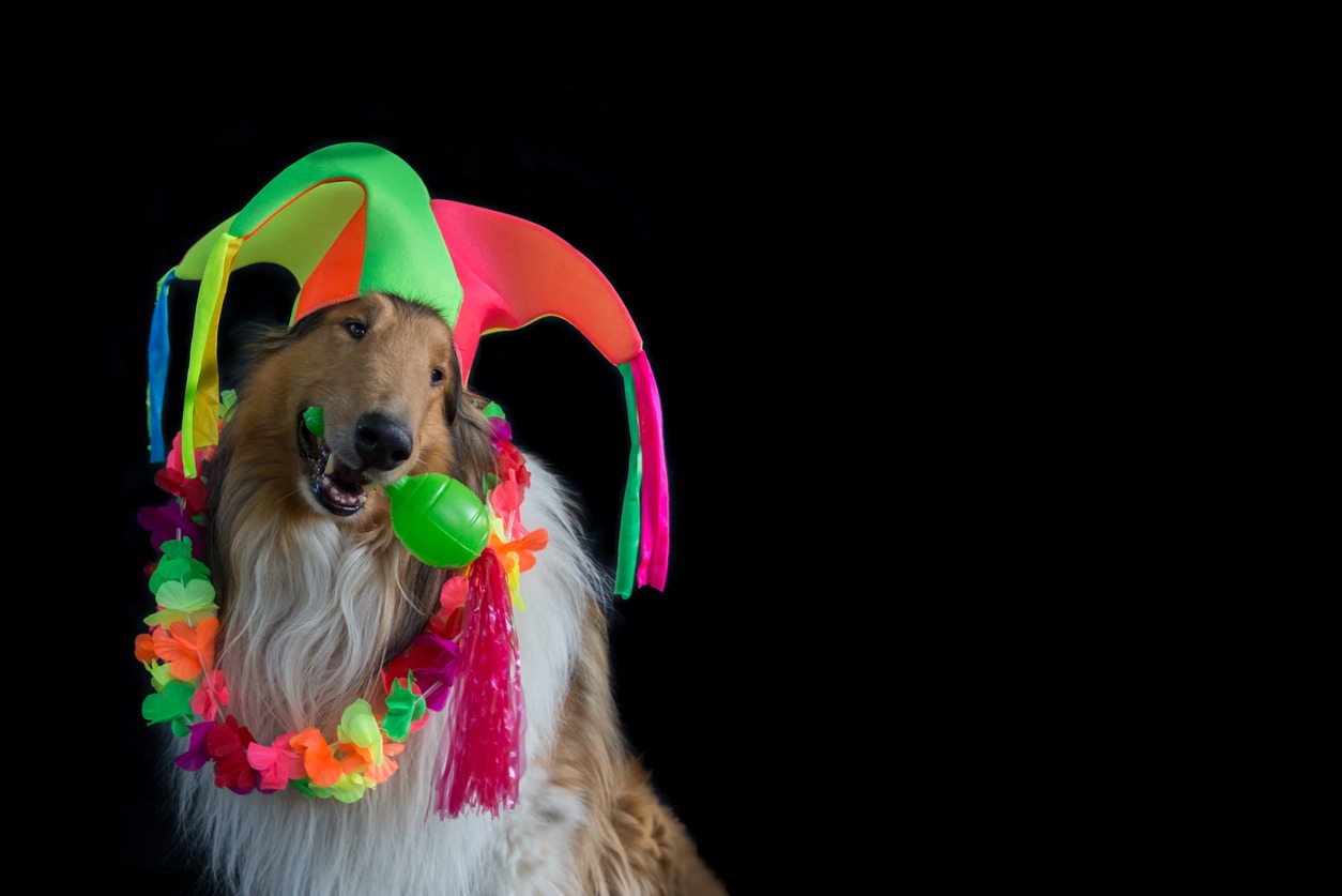 Dog clown costume