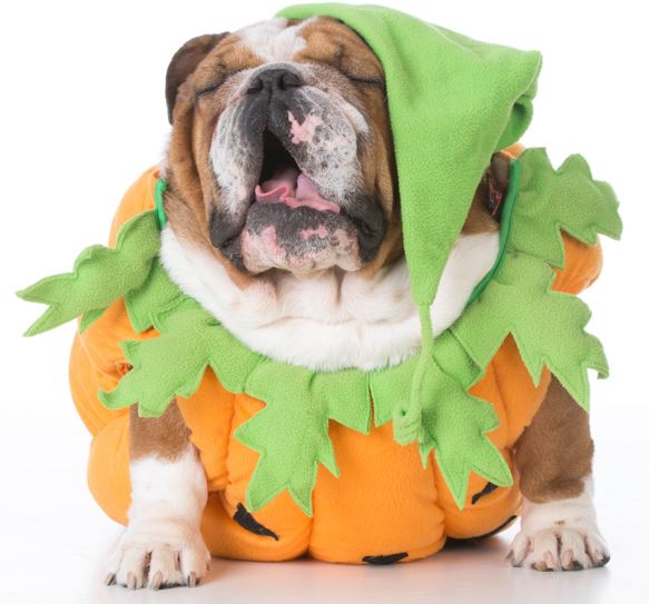 Dog pumpkin costume, Dog dressed like a pumpkin