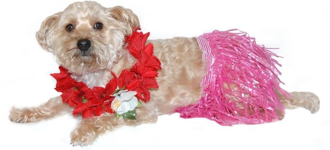 Hula dog costume, Hawaiian dog costume