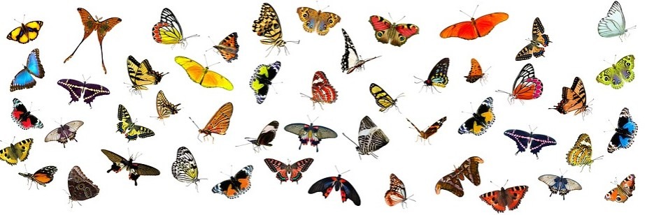 A butterfly collection. You can start a similar one