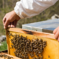 The buzz of Beekeeping as a hobby