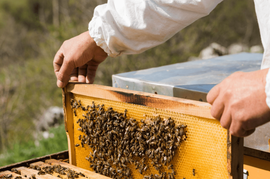 Beekeeping hives
