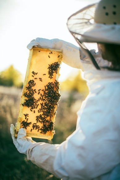 beekeeping-jpeg