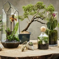 Love miniature natural scene? Try terrarium Designing as a hobby