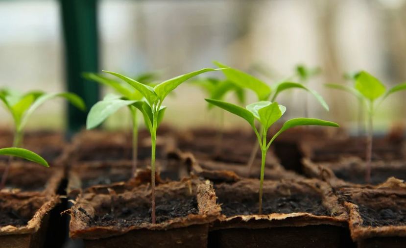 Image of a seedling growing in a gardening greenhouse.