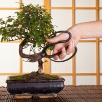 Size doesn’t matter- try cultivating Bonsai as a hobby
