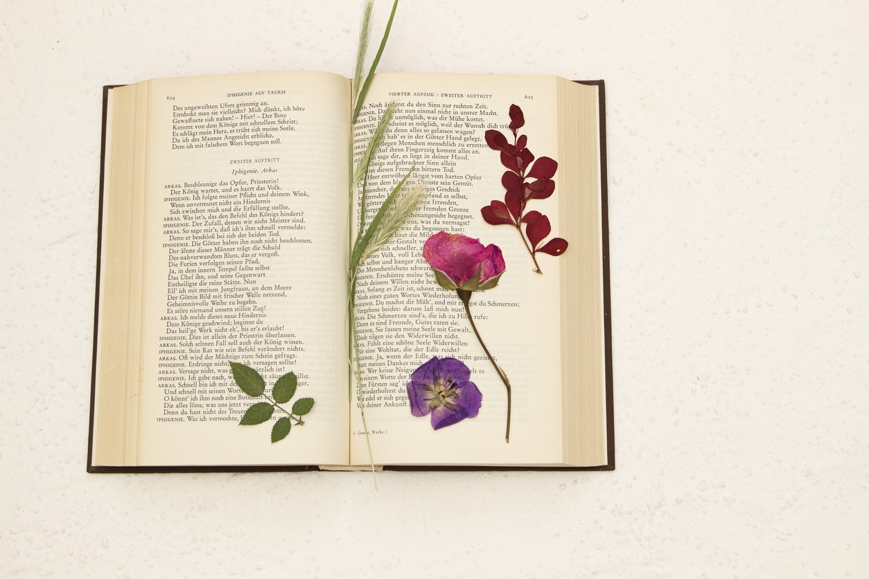 pressed flowers in an old book
