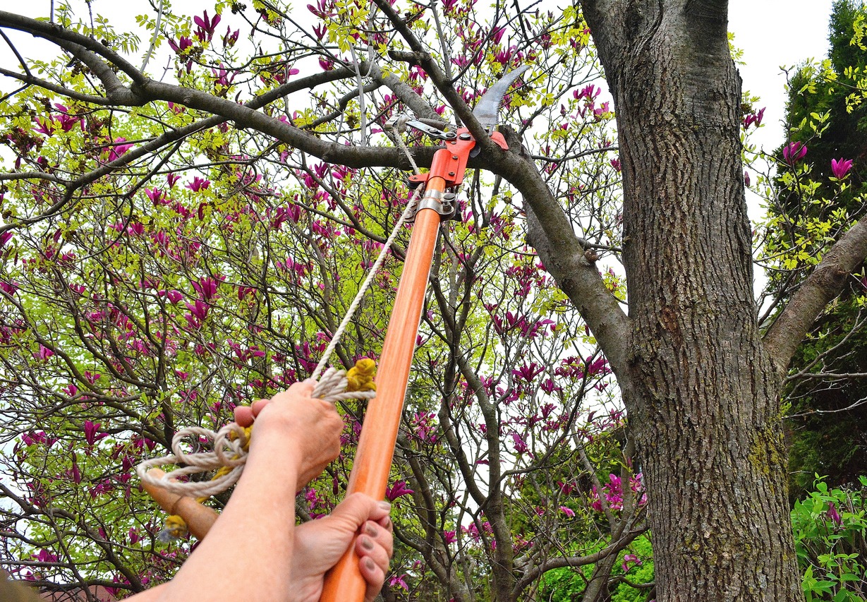 A man pruning trees with a manual pole saw