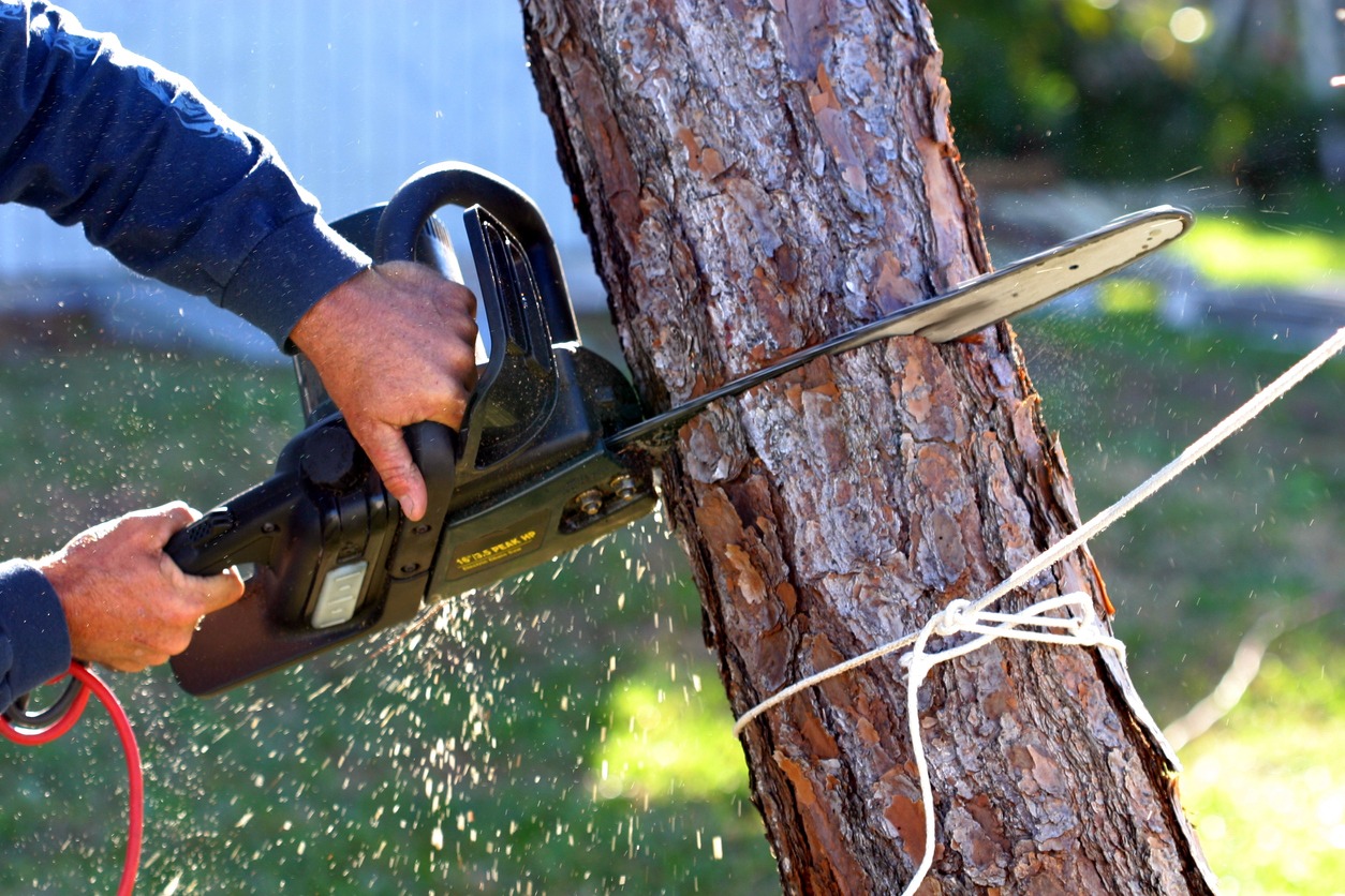 Man using a chainsaw to cut down a tree. 