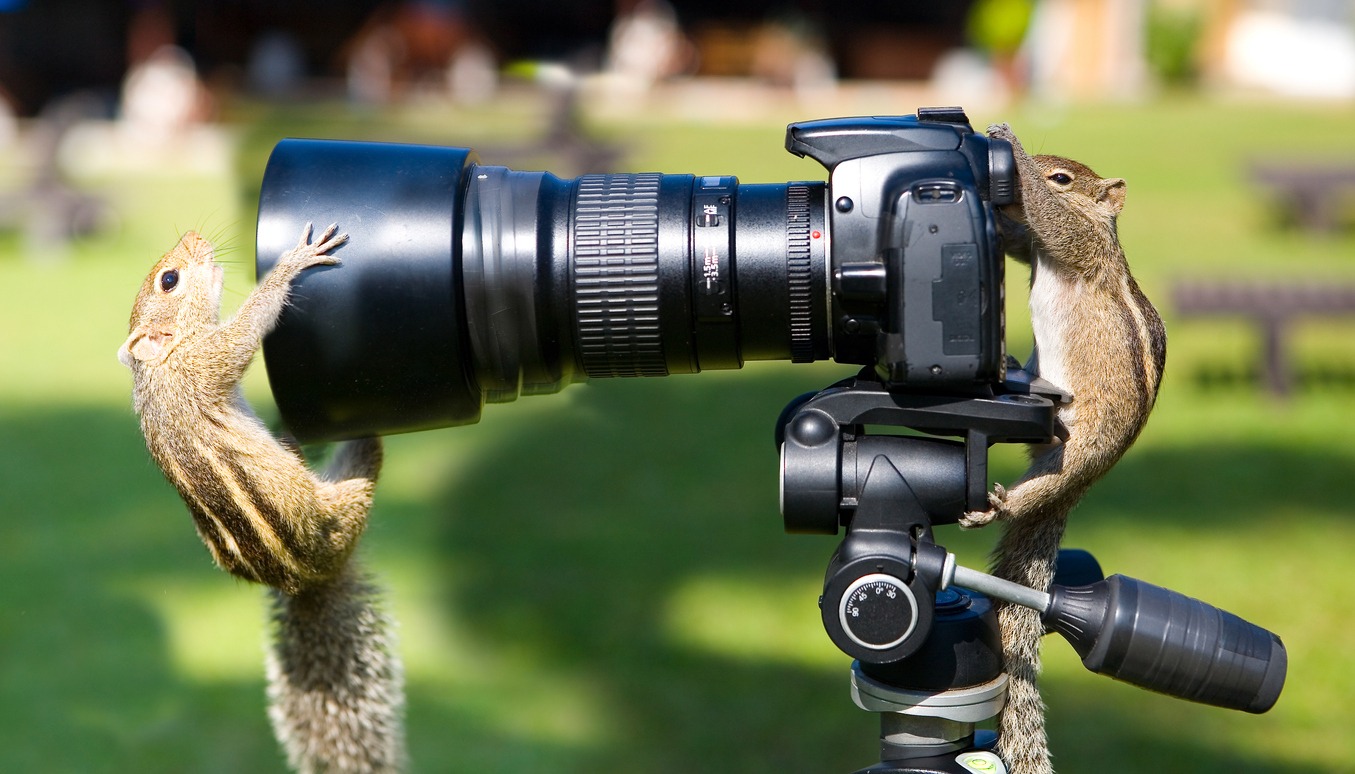 Two squirrels climbing over a camera