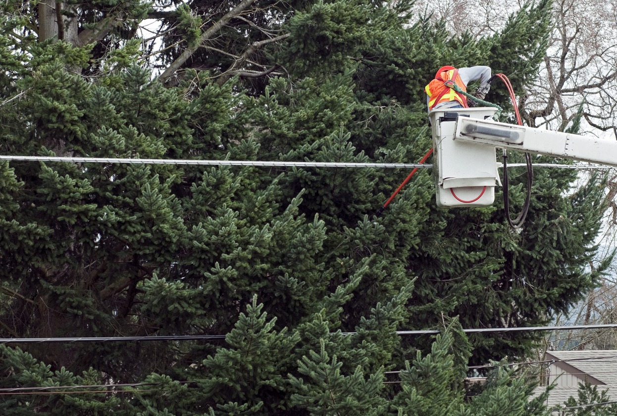Worker in cherry picker trimming fir tree branches away from power lines with an electric pole saw