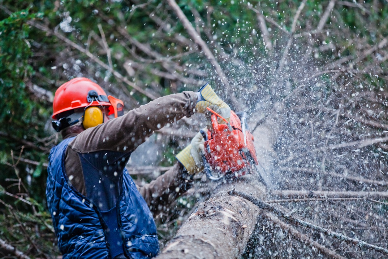 professional lumberjack chopping a tree with a chainsaw 