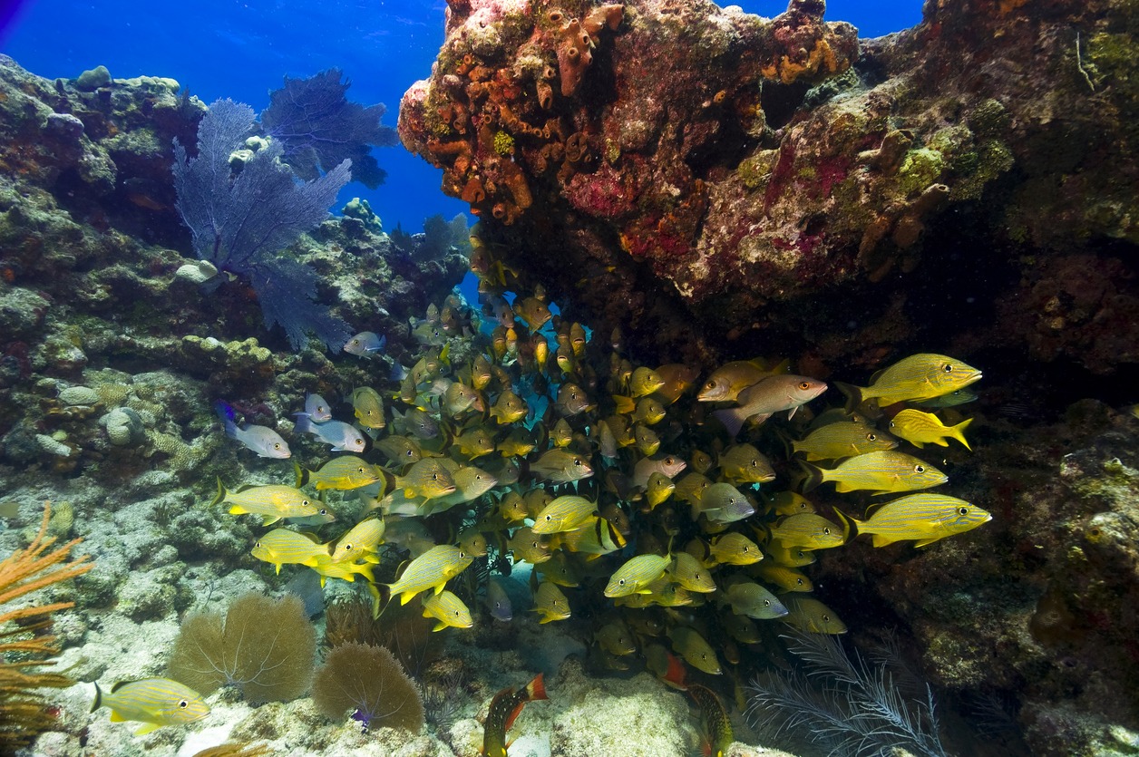 The behaviour of bright yellow snapper observed whilst diving off of Key Largo
